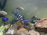 Zaire Mobo Frontosas, Tropheus, Sapphire Hap, Calvus Pearls and other high end Cichlids for Sale or Swap