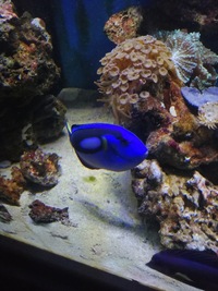 Large Purple Tang and Regal Tang