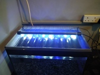 Cold water fish tank