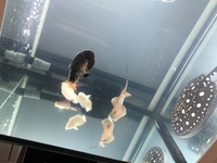 Stingrays + tank mates for sale