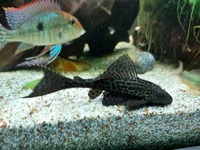 Large Geophagus Surinamensis trio and breeding red head Tapajos.