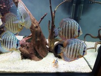 9 beautiful wild strain discus from Punchard Discus