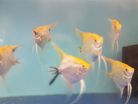 LARGE GOLD CAP ANGEL FISH £8