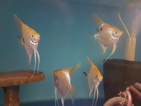 LARGE GOLD CAP ANGEL FISH £8