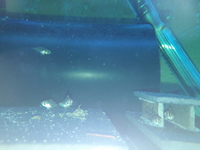 5x blue acara cichlid babys