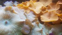 Amazing Marine Aquarium Live Rock and Mushroom Corals Bundle