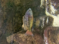 Malawi cichlids & Frontosa - SOLD