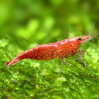 Red Cherry Shrimp