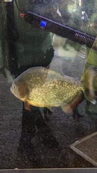 Large caribe piranha