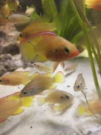 Pink Jewel Cichlids