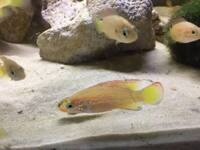 Pink Jewel Cichlids