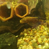 Plecos bristlenose