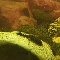 Plecos bristlenose