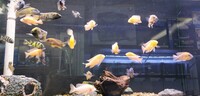 Big selection of African Cichlids