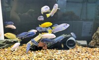 Big selection of African Cichlids