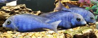 Big selection of African Cichlids