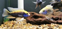 Big selection of African Cichlids