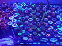 Zoas and sps frags