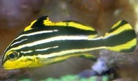 Flame Angel yellow stripe sweet lips, clown fish sale sold....