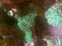 Coral frags collection Peterborough