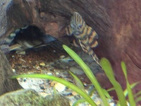 L002 tiger plec group