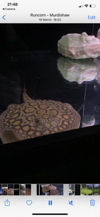 5-6 inch female hybrid stingray for sale