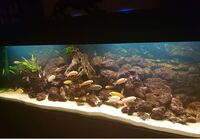 Aquarium - 72 inches Malawi Cichlid Setup - Bargain