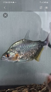 Black Piranha Serrasalmus Rhombeus