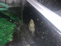 F1 male trimac £40