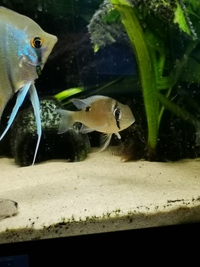 Pair of Cupid Cichlids £10