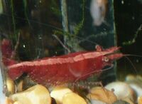 Red cherry shrimps. 40 for £20.