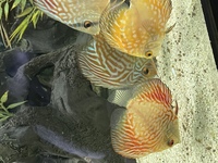 Discus 2”/4”