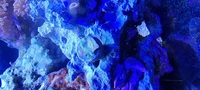 Various corals for sale