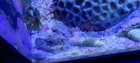 Various corals for sale