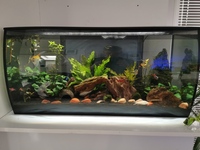 Fluval Flex 123L Full set up and Live stock