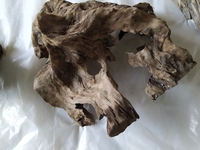 Bogwood - Sold