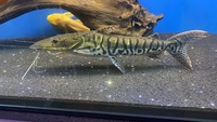 Tiger Shovelnose for sale