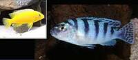 I have lots of breeding groups of pure bred stunning Malawi Cichlids for sale.