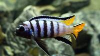 I have lots of breeding groups of pure bred stunning Malawi Cichlids for sale.