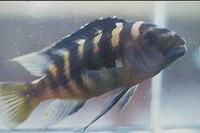 I have lots of breeding groups of pure bred stunning Malawi Cichlids for sale.