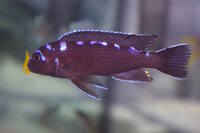 I have lots of breeding groups of pure bred stunning Malawi Cichlids for sale.