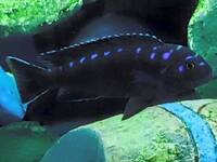 I have lots of breeding groups of pure bred stunning Malawi Cichlids for sale.