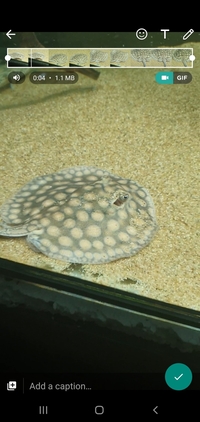 7 INCH DISC MALE BOESEMANI HYBRID STINGRAY