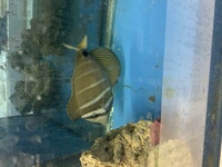 Big Sailfin redsea tang