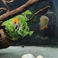 Rotkeil Severum, Koi Angelfish and Blue Ram for sale