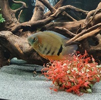 Rotkeil Severum, Koi Angelfish and Blue Ram for sale