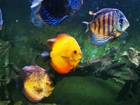 11 Discus fish and silver shark