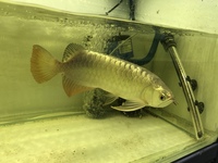 24 k MALAYSIAN GOLDEN CROSSBACK AROWANAS