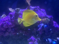 Yellow tang (£325)