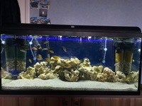 Various Malawi Cichlids for sale